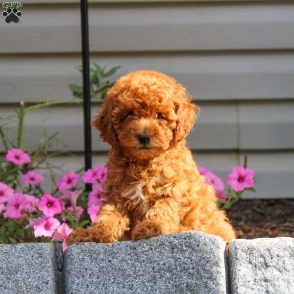 Gail, Miniature Poodle Puppy