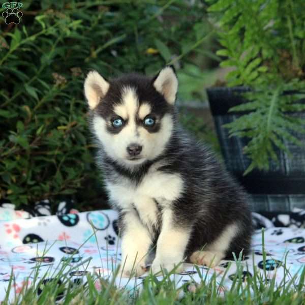 Gail, Pomsky Puppy