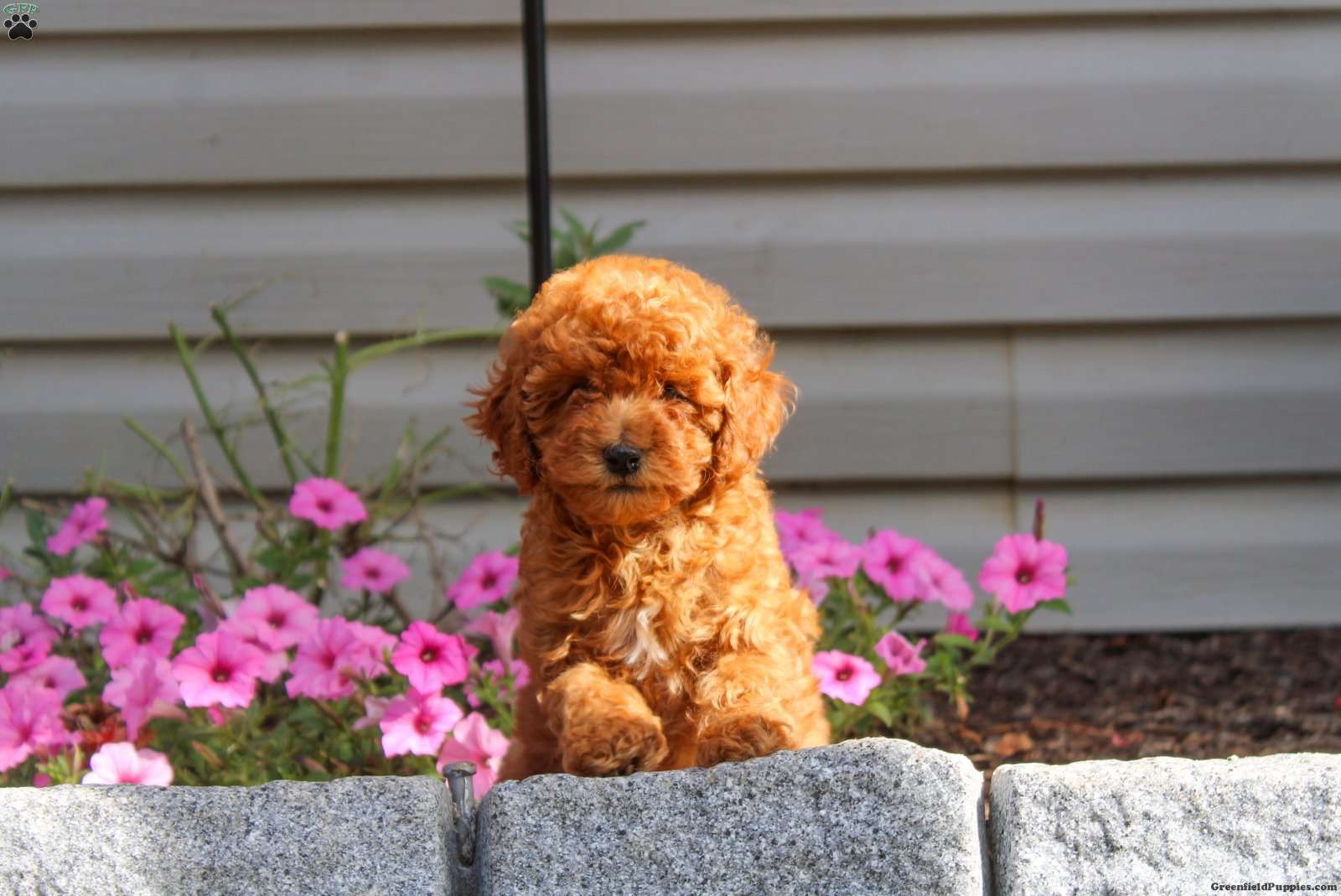 Gail - Miniature Poodle Puppy For Sale in Pennsylvania