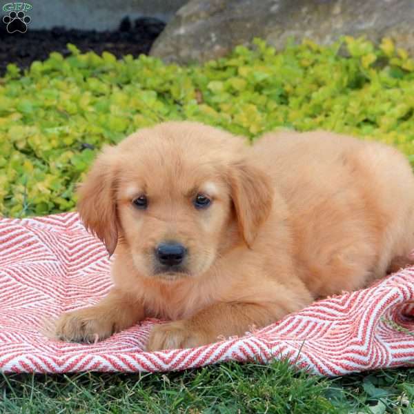 Galaxy, Golden Retriever Puppy