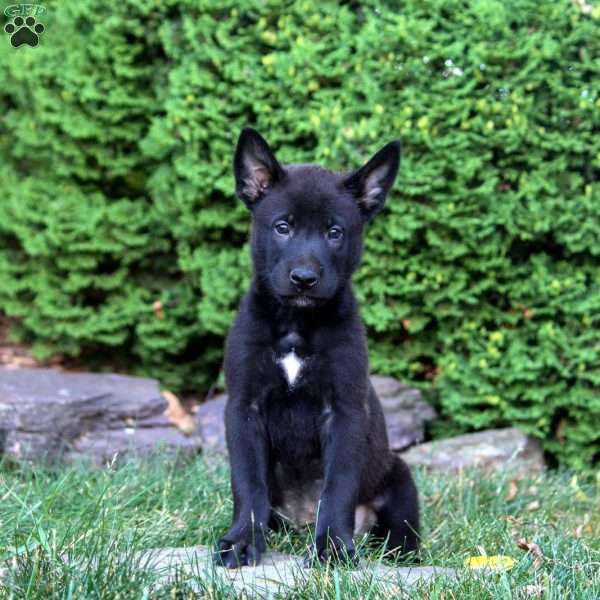 Garrett, Belgian Malinois Puppy