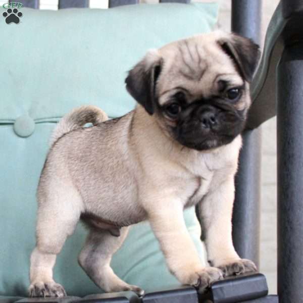 Gary, Pug Puppy