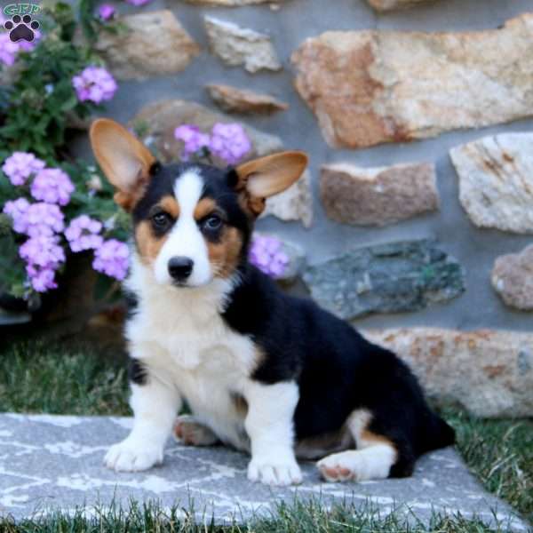 Gary, Welsh Corgi Mix Puppy