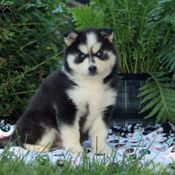 Gavin, Pomsky Puppy