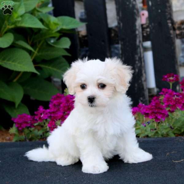 Gavin - Maltese Puppy For Sale in Pennsylvania