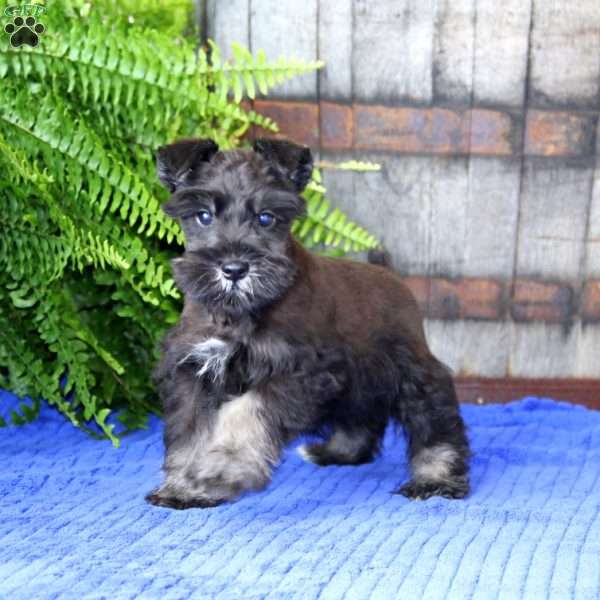 Gavin, Miniature Schnauzer Puppy