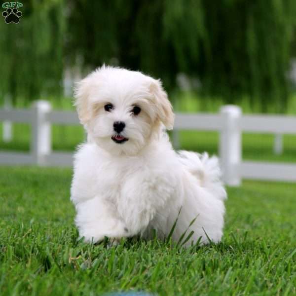 Gavin, Maltese Puppy