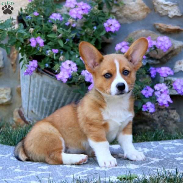 Georgie, Welsh Corgi Mix Puppy