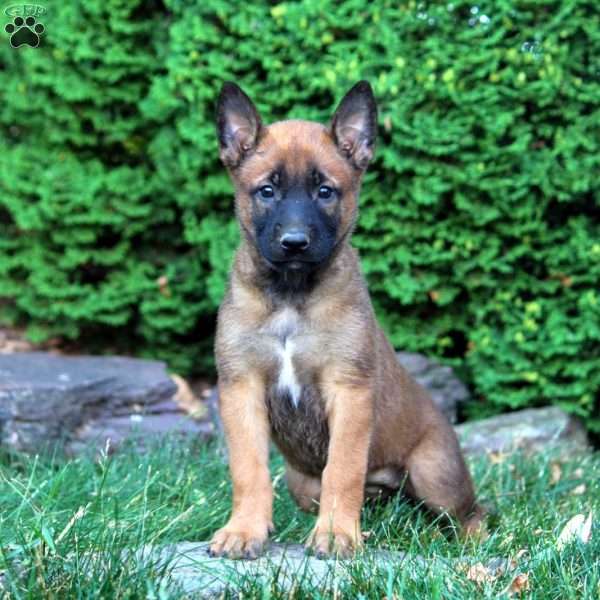 Gia, Belgian Malinois Puppy