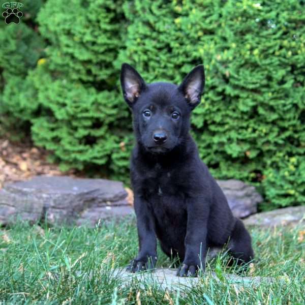 Gideon, Belgian Malinois Puppy