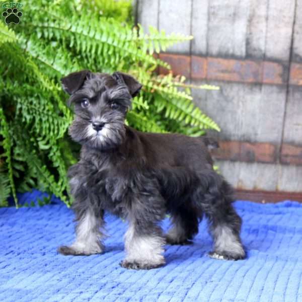 Gigi, Miniature Schnauzer Puppy