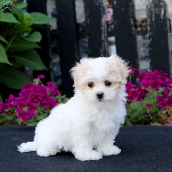 Gigi, Maltese Puppy