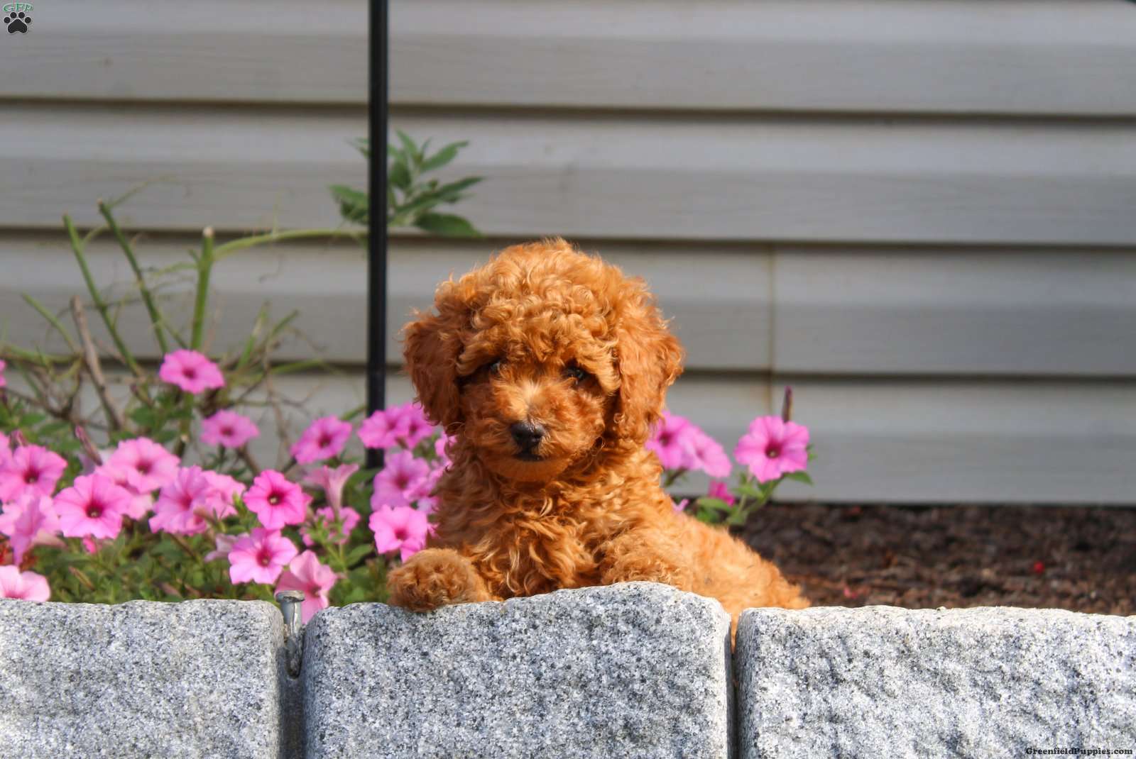 Gina - Miniature Poodle Puppy For Sale in Pennsylvania