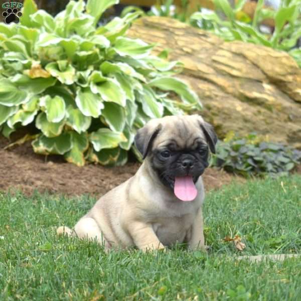 Ginger, Pug Puppy