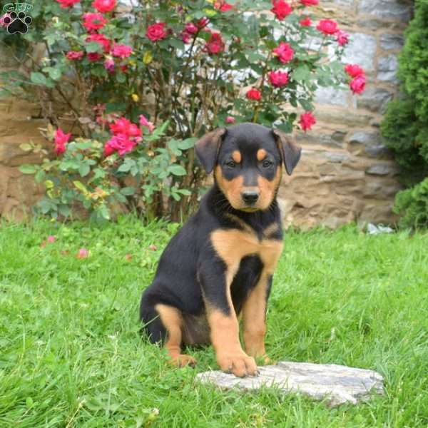 Ginger, English Shepherd Mix Puppy