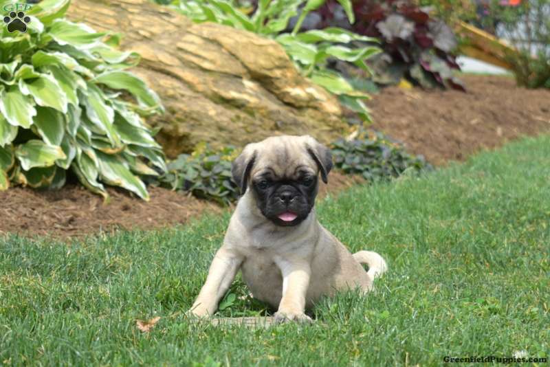 Ginger - Pug Puppy For Sale in Pennsylvania