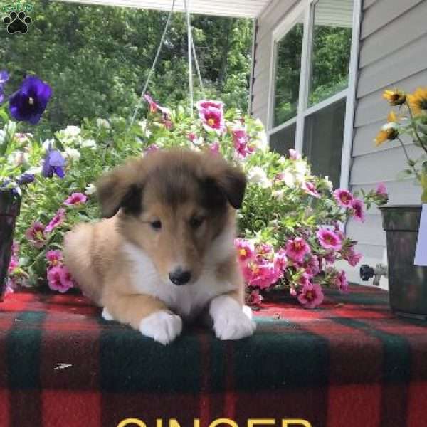 Ginger, Collie Puppy