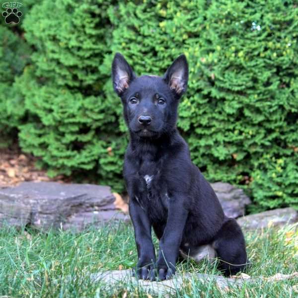 Gloria, Belgian Malinois Puppy