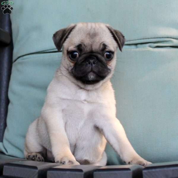 Gloria, Pug Puppy