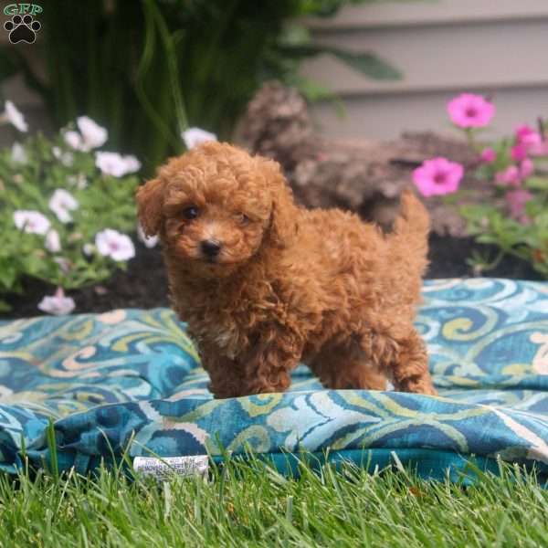 Gloria, Toy Poodle Puppy