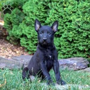 Gloria, Belgian Malinois Puppy