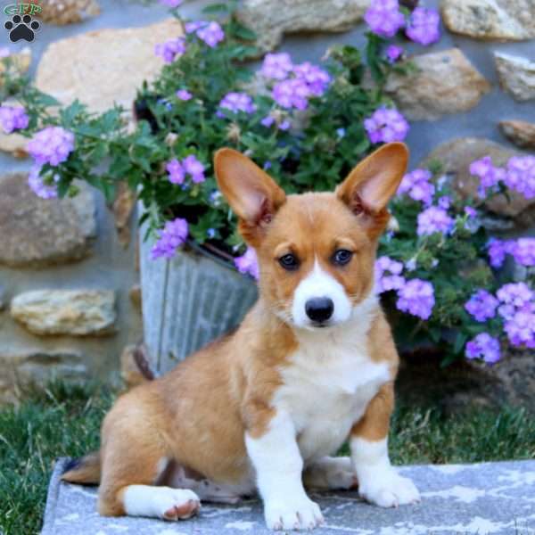 Gordon, Welsh Corgi Mix Puppy