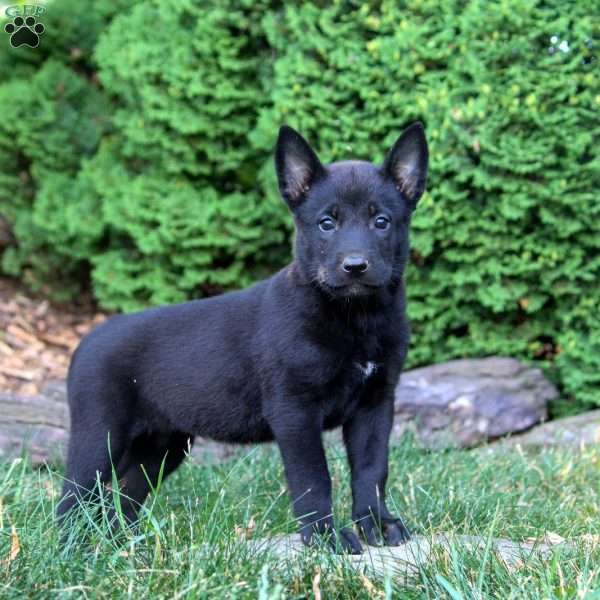 Grace, Belgian Malinois Puppy