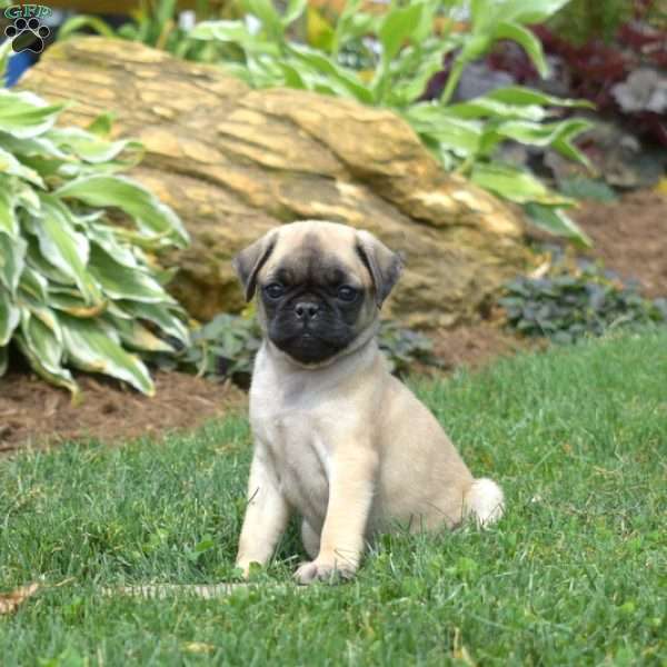 Gracie, Pug Puppy