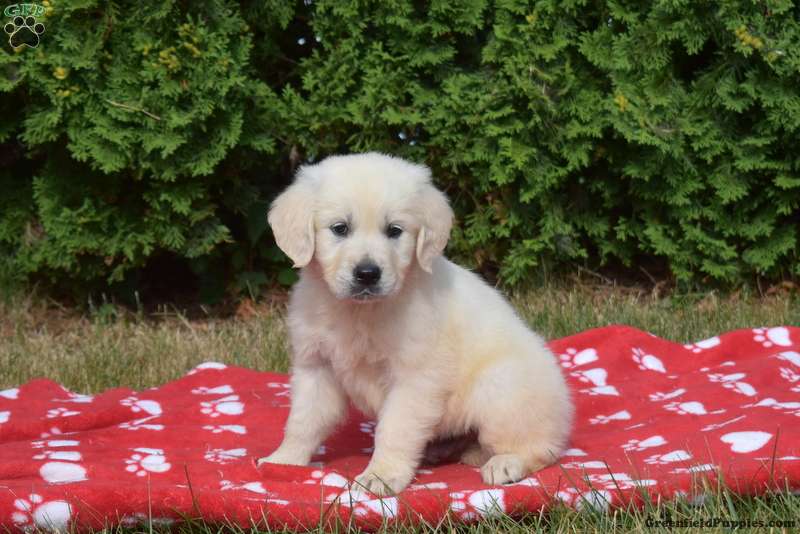 Granger - English Cream Golden Retriever Puppy For Sale in Pennsylvania