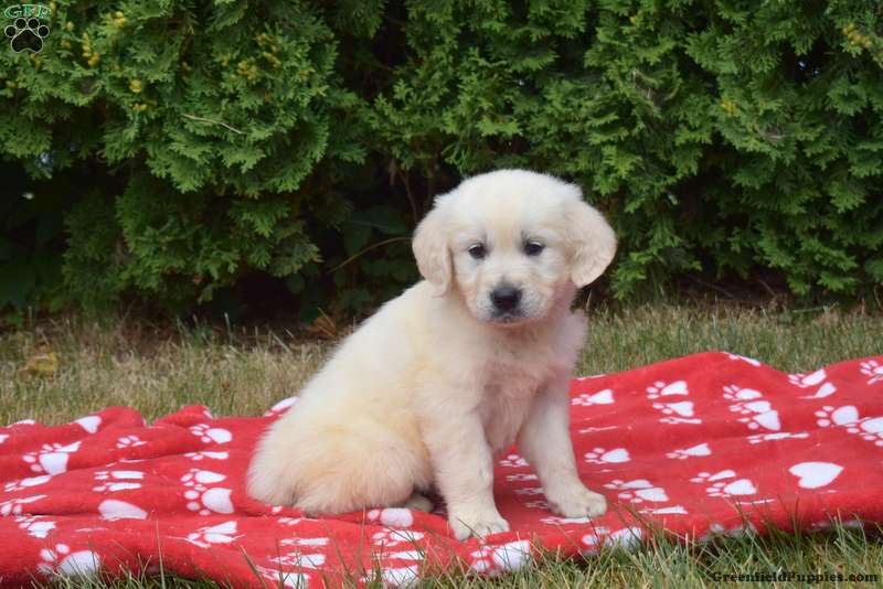 Granger - English Cream Golden Retriever Puppy For Sale in Pennsylvania