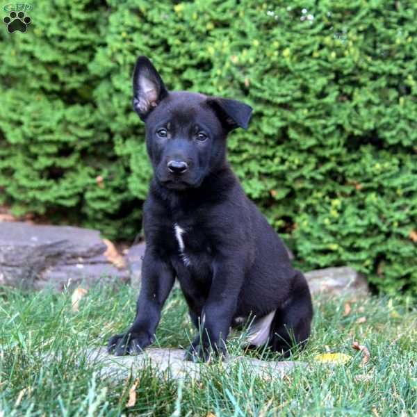 Griffin, Belgian Malinois Puppy