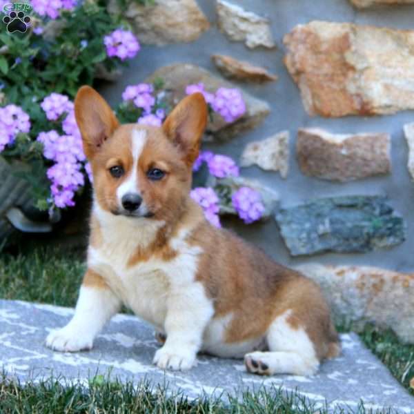 Gumdrop, Welsh Corgi Mix Puppy