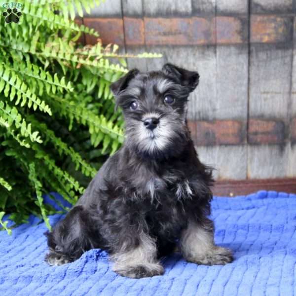 Gus, Miniature Schnauzer Puppy