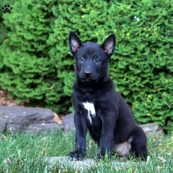 Gwen, Belgian Malinois Puppy