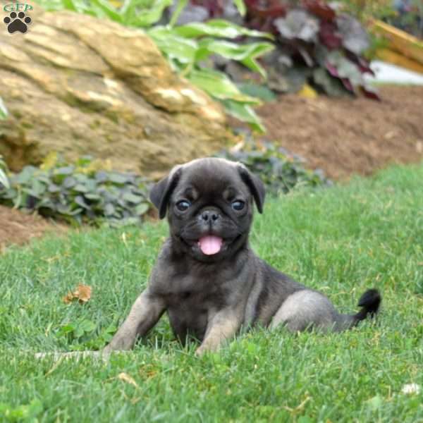 Gypsy, Pug Puppy