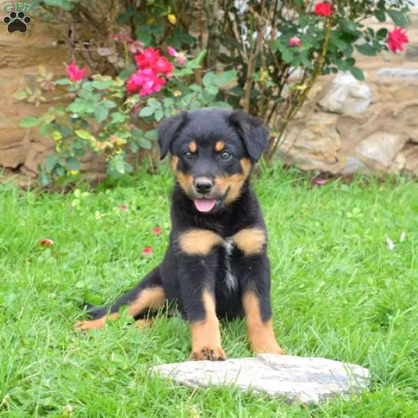 Gypsy, English Shepherd Mix Puppy