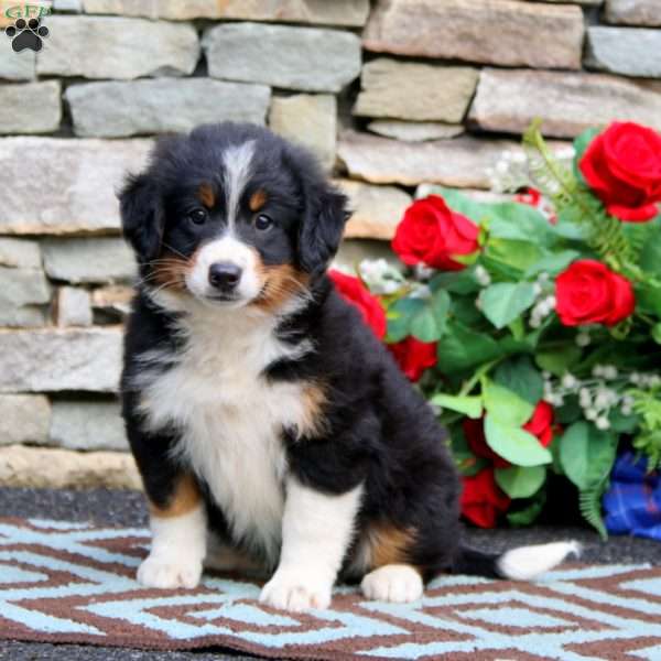 Hadley, Mini Bernedoodle Puppy