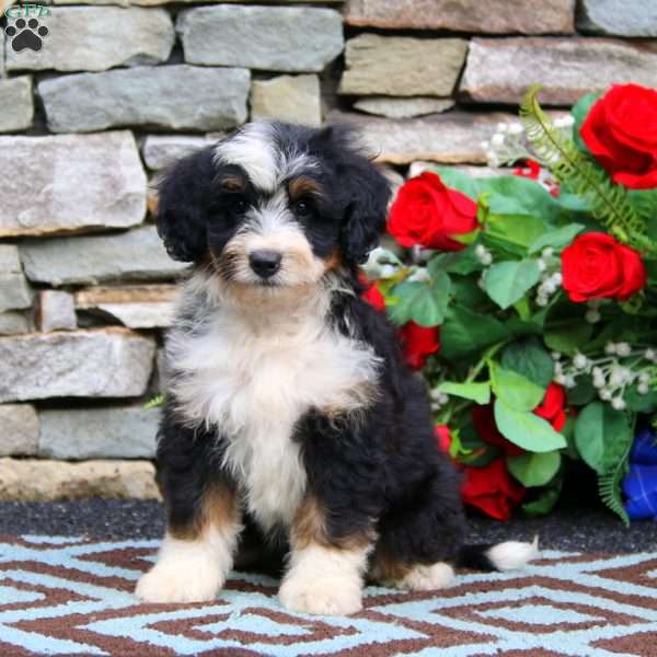 Hailey, Mini Bernedoodle Puppy