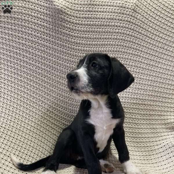 Hailey, Great Dane Mix Puppy