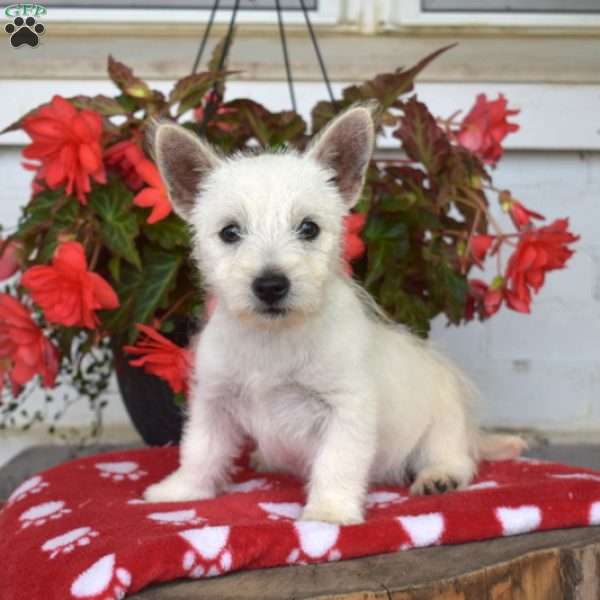 Halo, West Highland Terrier Puppy