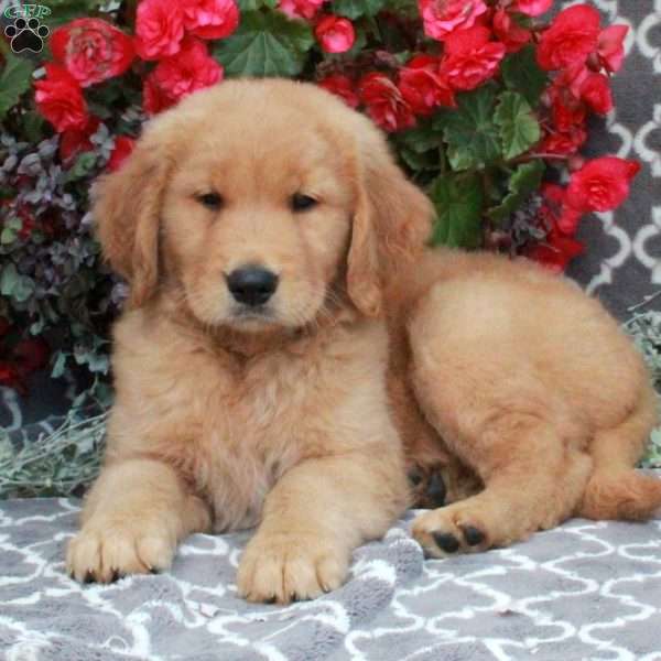 Hank, Golden Retriever Puppy