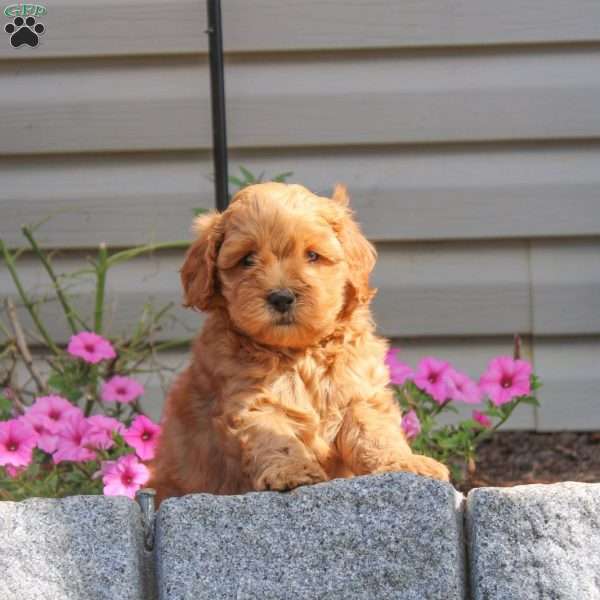 Hank, Miniature Poodle Mix Puppy