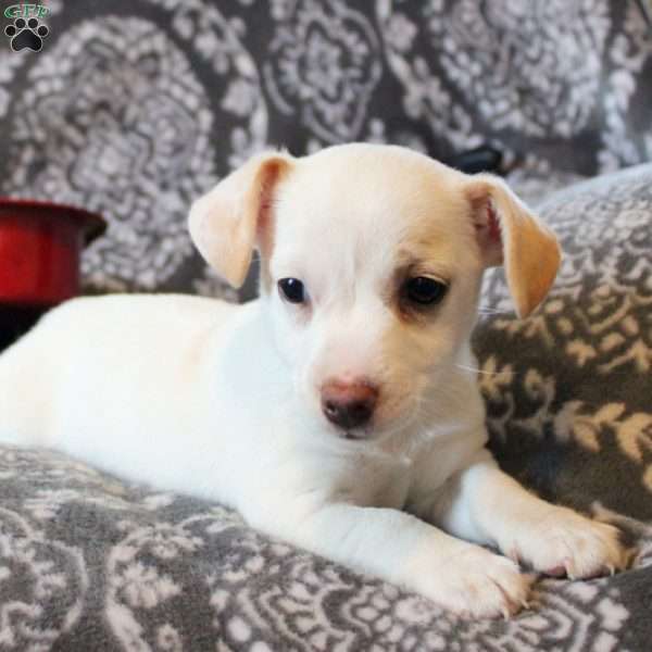 Hannah, Jack Russell Terrier Puppy