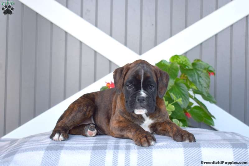 Hannah - Boxer Puppy For Sale in Pennsylvania