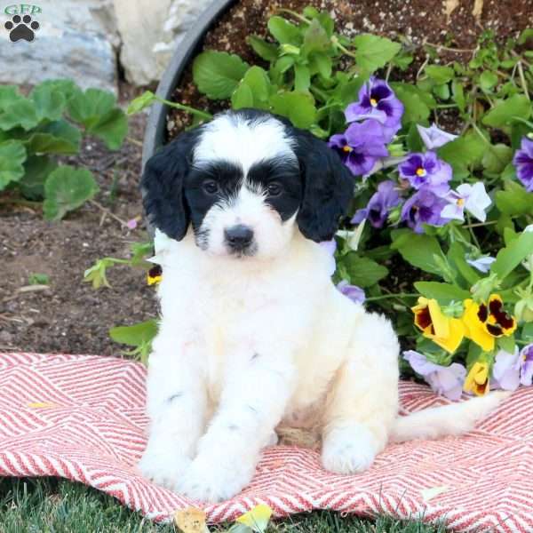 Happy, Cockapoo Puppy