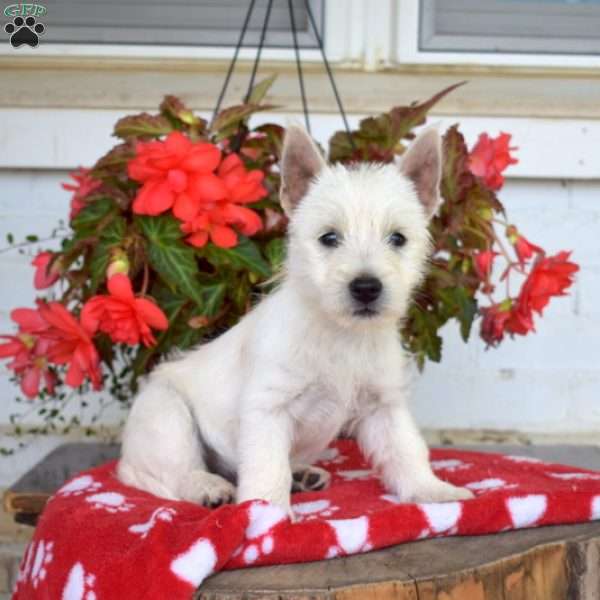 Harley, West Highland Terrier Puppy