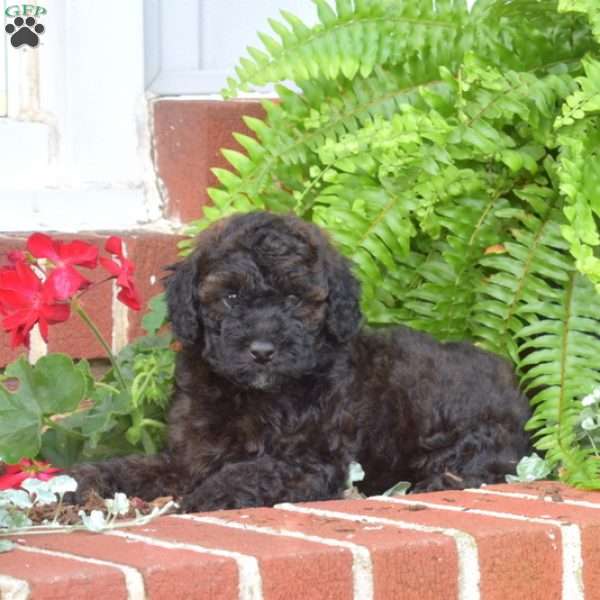 Harley, Miniature Poodle Puppy