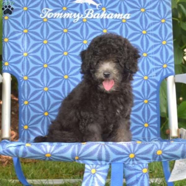 Harper, Miniature Poodle Puppy