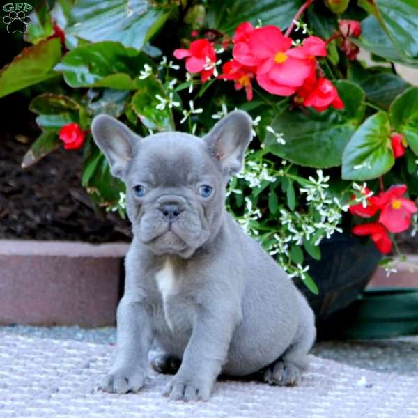 Harper, French Bulldog Puppy