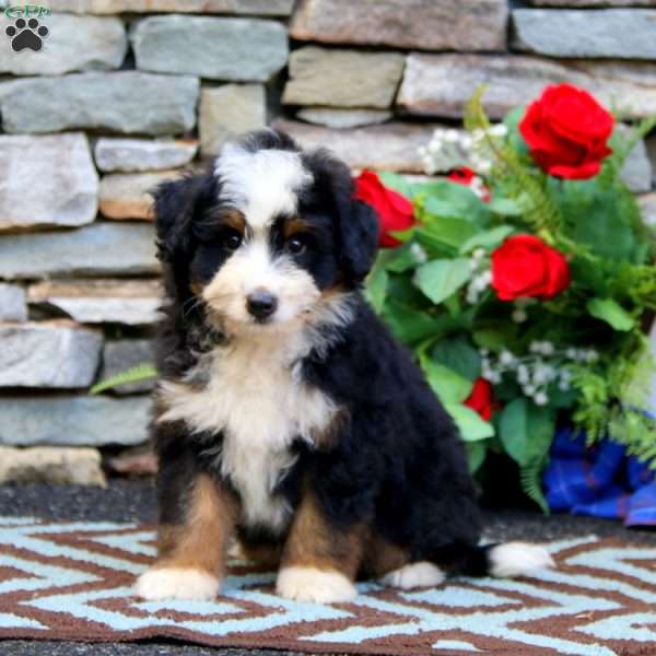 Harper, Mini Bernedoodle Puppy